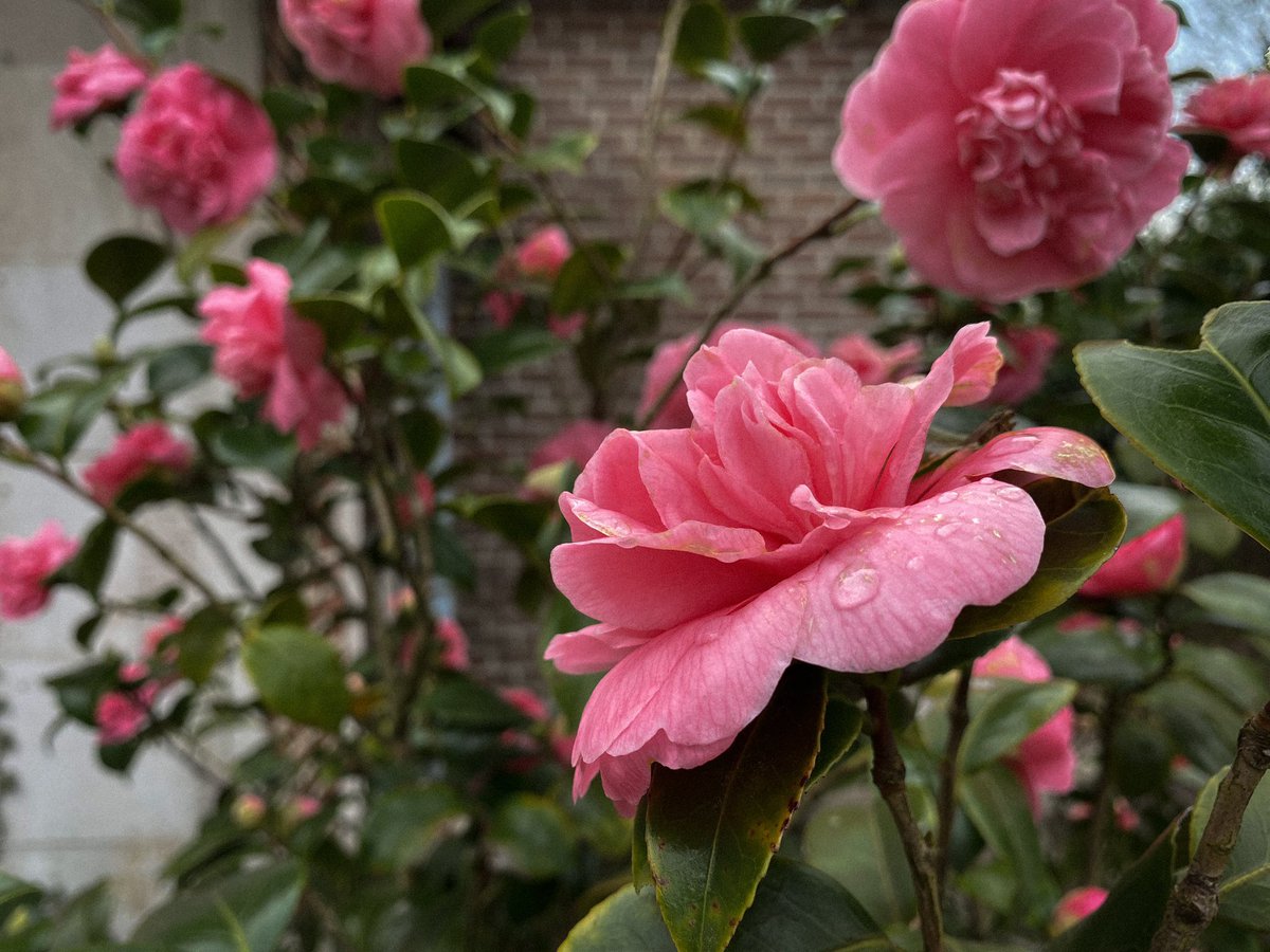 HollyOakLife's tweet image. Nature Gems♡ 雨露に光るレィディさんたち(*´-`)ｳｯﾄﾘ・° #naturegems #camellia #februarygarden #frenchcountryliving #countrylife #france #椿 #庭の花 #2月の庭 #フランス生活 #田舎暮らし #フランス