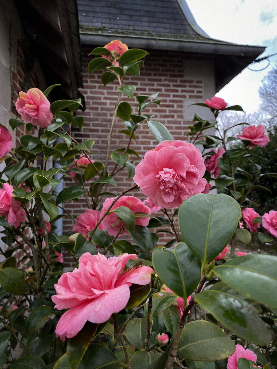 HollyOakLife's tweet image. Nature Gems♡ 雨露に光るレィディさんたち(*´-`)ｳｯﾄﾘ・° #naturegems #camellia #februarygarden #frenchcountryliving #countrylife #france #椿 #庭の花 #2月の庭 #フランス生活 #田舎暮らし #フランス