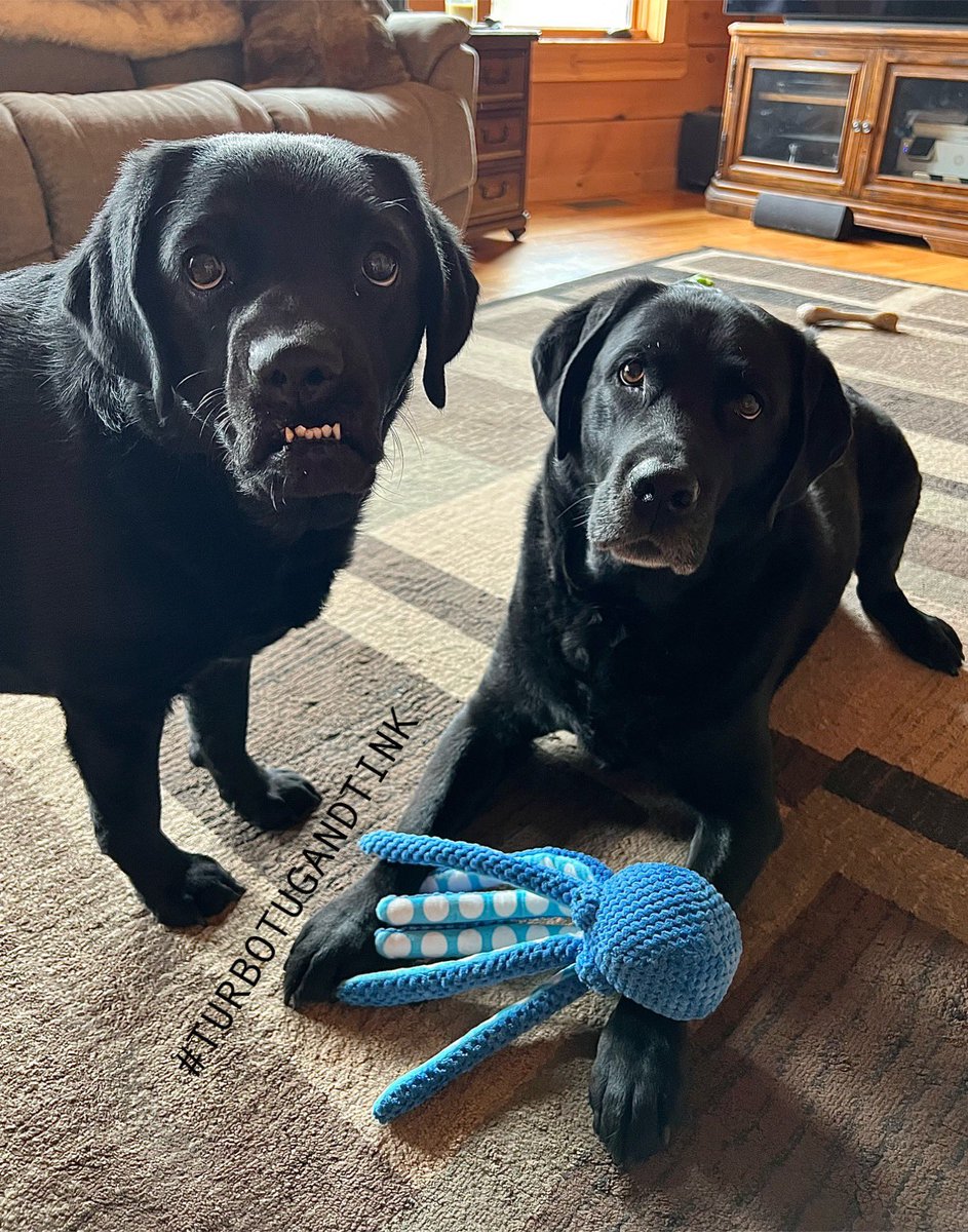 Good morning! We’re starting our morning by practicing our innocent faces or are we guilty?! 🤓 Practice makes pawfect, so how we doing?!🤓😂 Wishing you all a pawtastic day & sending lots of lovies!🥰🐾😘😘😘 #DogsAreFamily #dogsarelove #dogsoftwitter #DogsofX #labradorable…