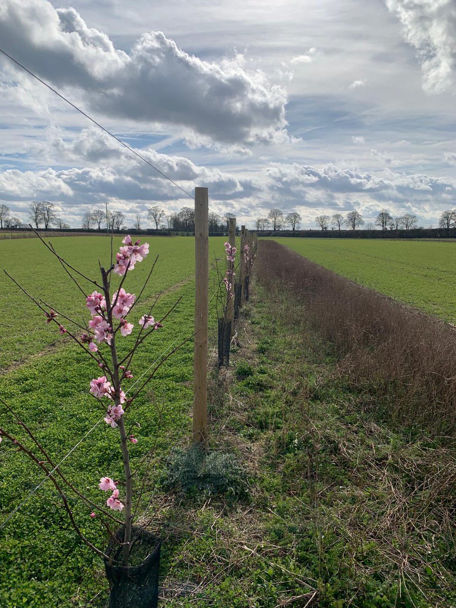 AlbEnvironment's tweet image. We are proud to be certified Canopy Expert Providers through Grown in Britain.

Follow the link to read more about the services we provide and to enquire about how we can help you to create sustainable woodlands for the future 🌳🌸🍃

albanwise-environment.co.uk/our-services/