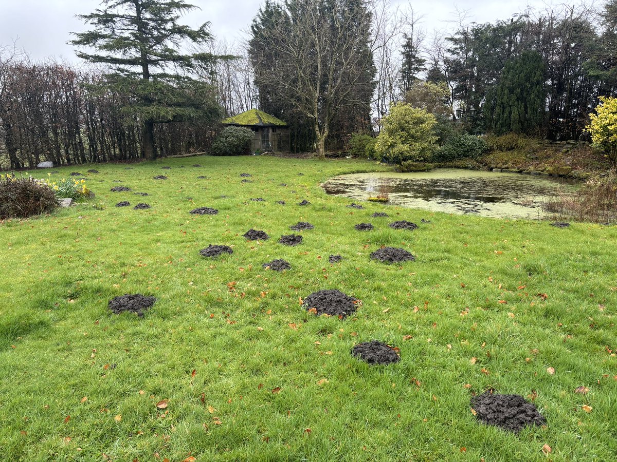 Made a first appearance to this property in #oswaldtwistle  roughly this time last year. As you can clearly see the moles are back again in force. #baxenden #hyndburn #pendle #lancashire #molecatcher #moles #pestcontrol #gardenpests #lawncare