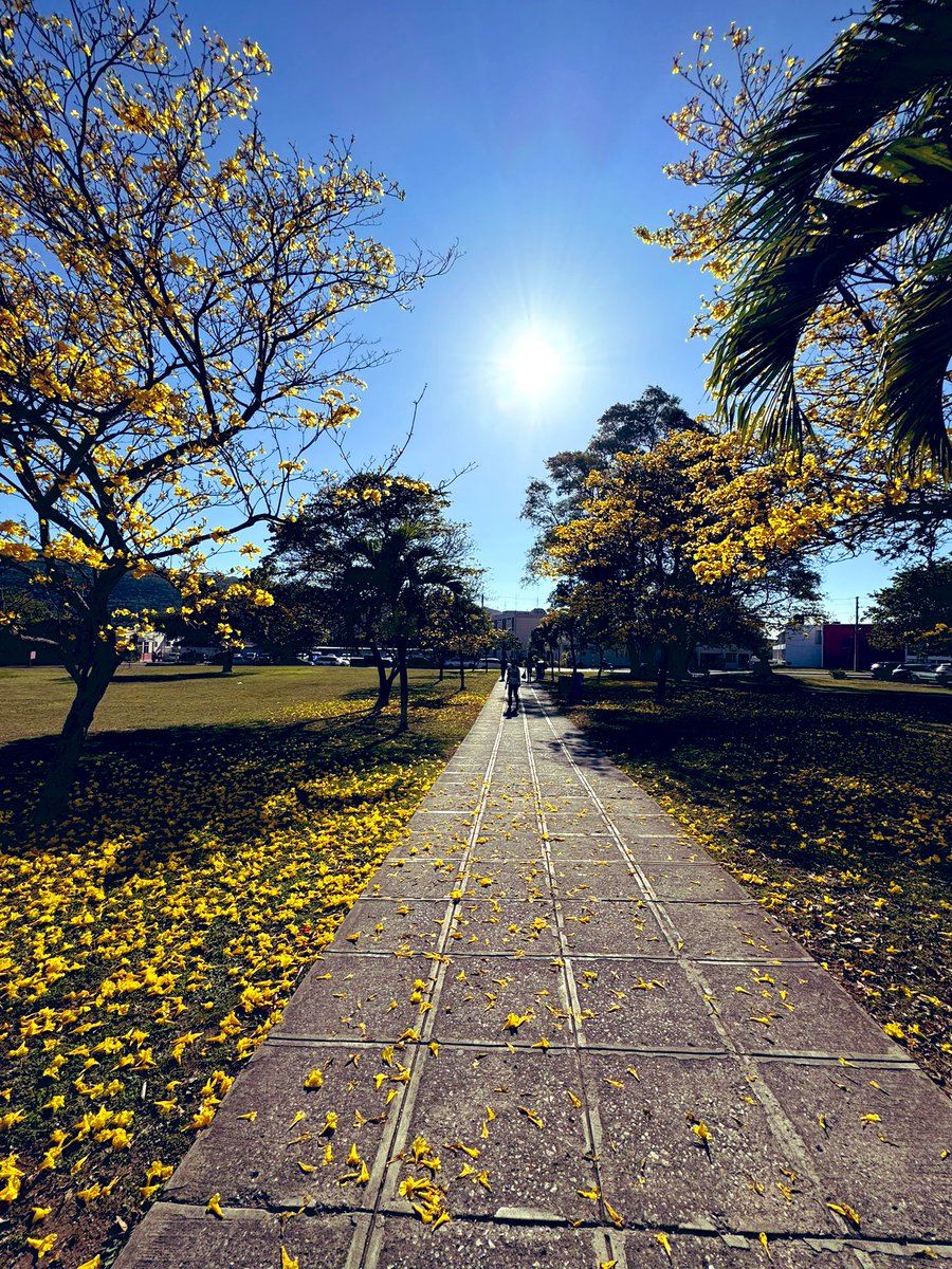 SonjahStanley's tweet photo. Itโs definitely time for #poui pics #beauty #perspective #naturalbeauty #TuesdayScenes @jahmekyagyal https://t.co/hvo7F8ORGK
