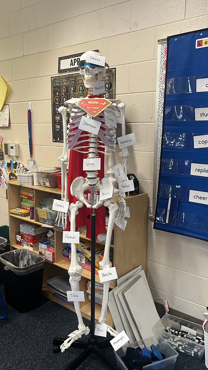 Steve the Skeleton is labeled and ready for the solar eclipse!! <a href="/Lead_Mine/">Lead Mine Elementary</a>