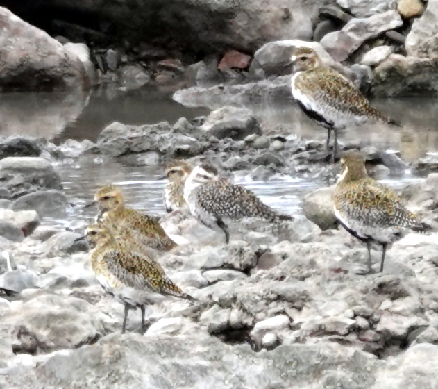 A couple of ropey record shots of the American Golden Plover at Sker this morning. Viewable distantly on the rocks in front of the flood but often hunkering down behind rocks. Hopefully better pics to come 🤞 A first for Glamorgan - congratulations to the finder @dm3ssag3