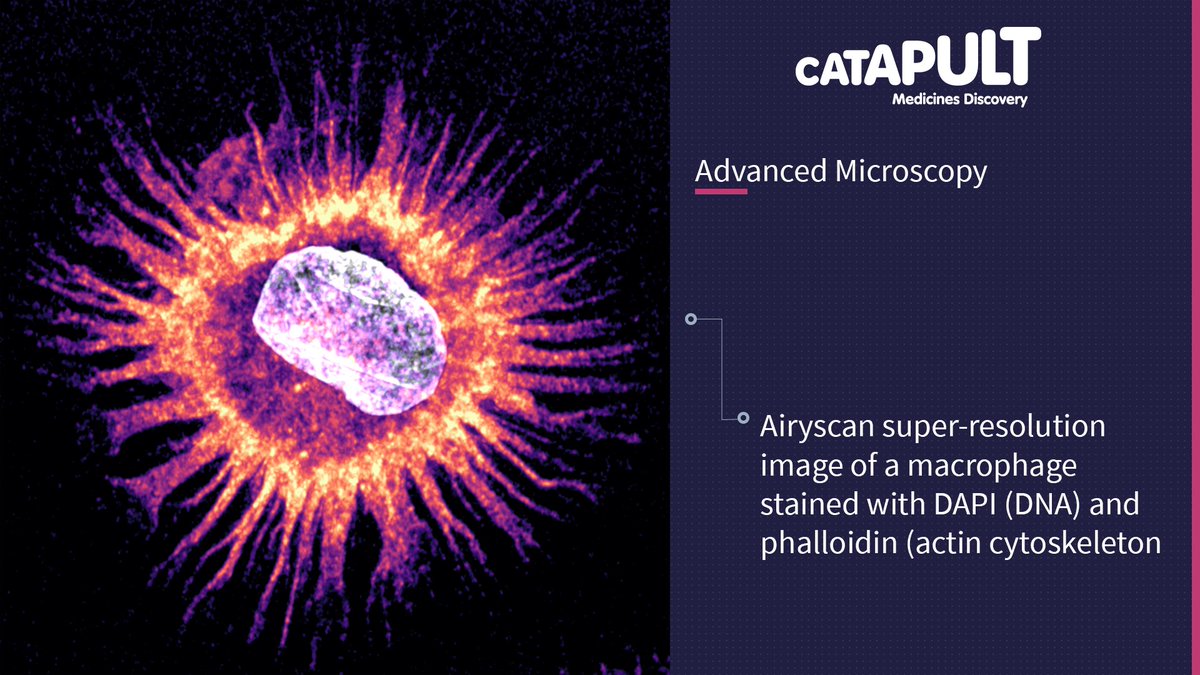 🔬 Look at this amazing image from our #AdvancedMicroscopy team. Directly visualising biological events for a detailed understanding of disease phenotypes and drug mechanisms. 👉 Speak to us, and see if we can help. 🔗 hubs.li/Q02qTr180 #LifeSciences #DrugDiscovery