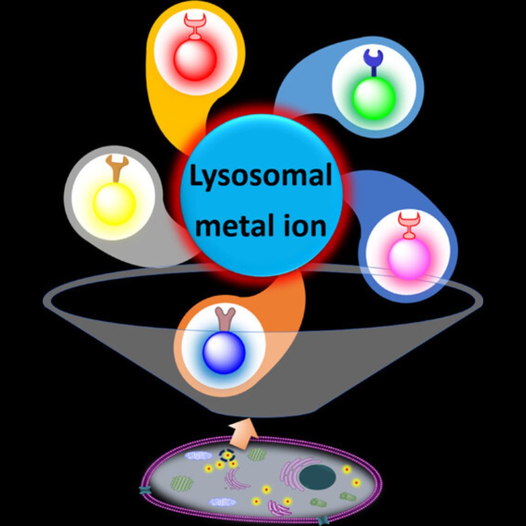 In this review, the authors comprehensively summarized the development of various fluorescent reporters over the past five years for a selective and sensitive estimation of lysosomal metal ion concentration. Check it out 👉 go.acs.org/8IA @KonerApurba @iiserbhopal