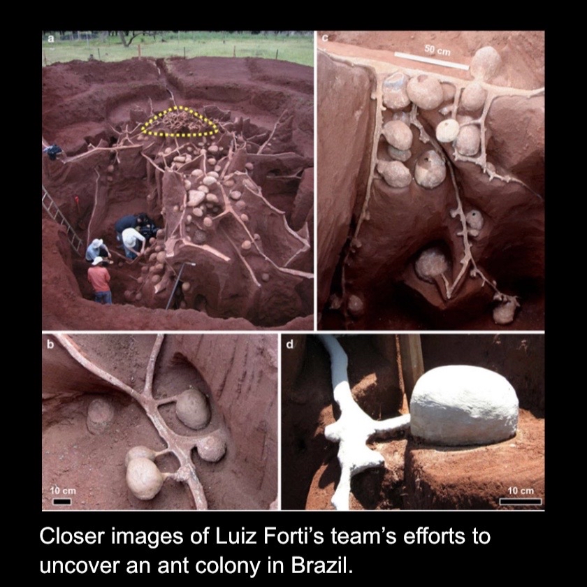 Images of Luiz Forti's excavation of a (most likely) abandoned ant colony in Brazil as mentioned in this week's episode 125.