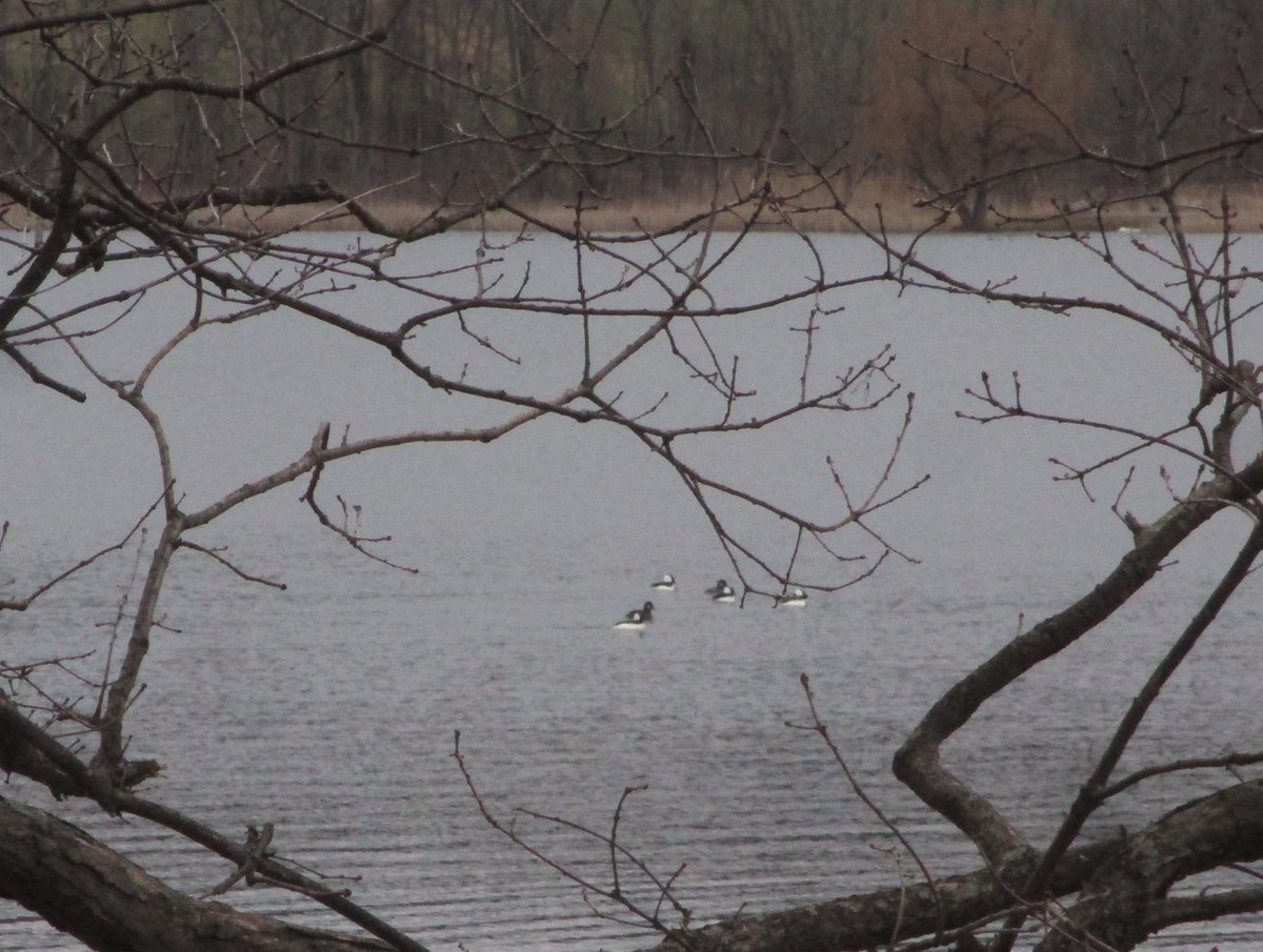 JimHowe24's tweet photo. #Buffleheads on a wooded pond at a county park. https://t.co/mRHnlTNJ3c