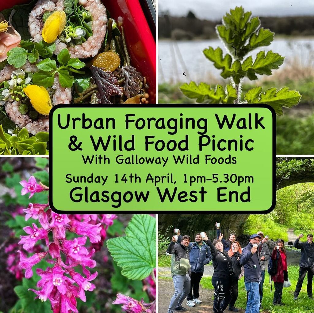 Excited to be teaching in Glasgow again soon! There is so much tasty, nutritious food in the green corridors of cities - join me to learn how to safely, considerately and sustainably use it to make incredible food and drinks. This event includes my famou… instagr.am/p/C5QnmT8IMP4/