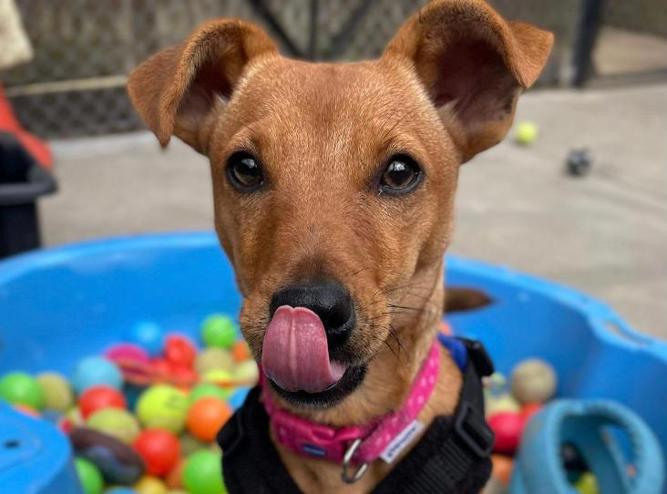 #TongueOutTuesday Sally is a feisty little terrier who has tonnes of energy and is looking for an active home with owners who will give her time and space to build relationships and get to know them! #FindEachOther #AdoptDontShop rspca.org.uk/findapet/detai…