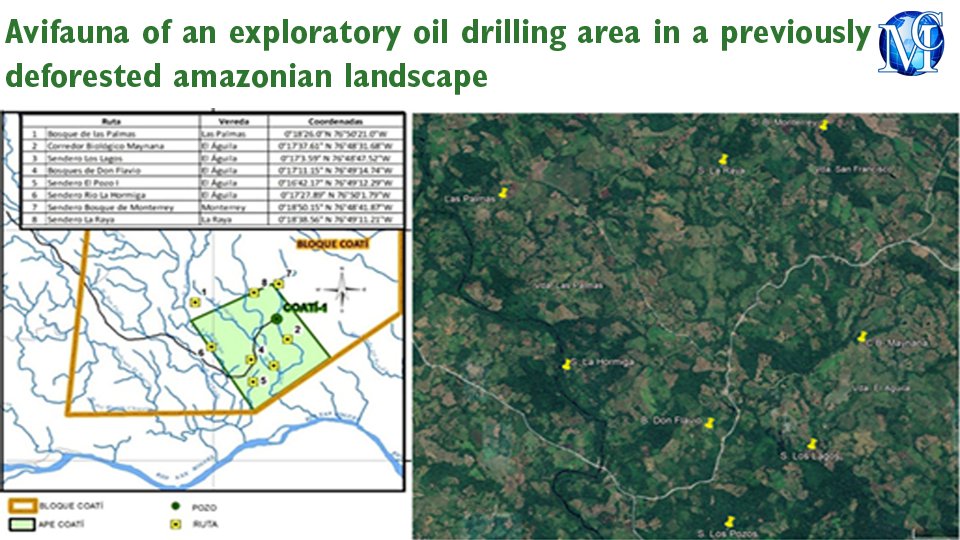 #Avifauna of an exploratory #oil drilling area in a previously deforested amazonian #landscape, published in International Journal of Avian & #Wildlife #Biology by Carrillo Chica Esteban, et al. medcraveonline.com/IJAWB/IJAWB-08… #ecology #forest #ornithology #ecosphere