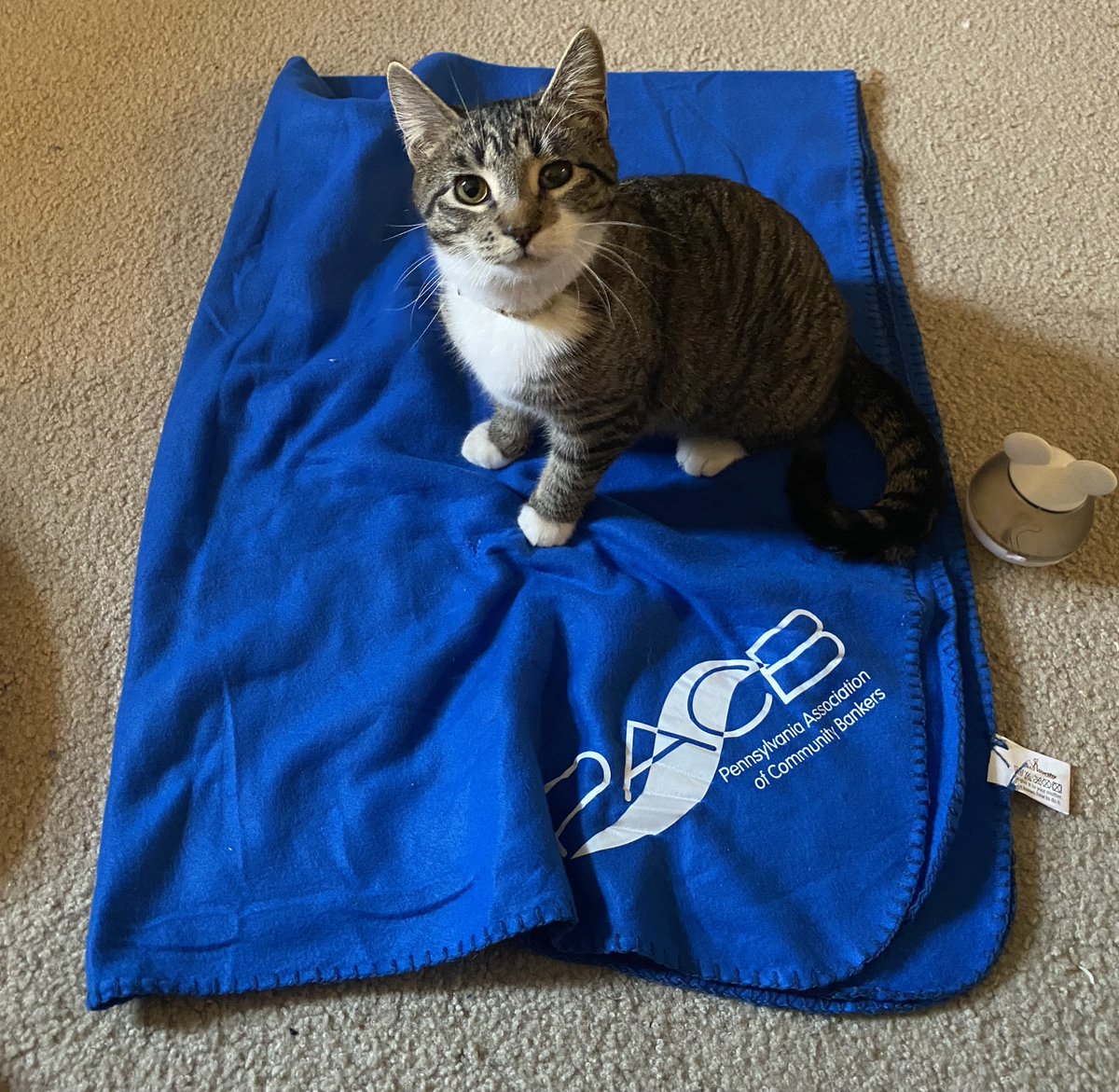 The smartest cats know #communitybanks are where it's at!

Thanks to Cassidy Vandine, marketing coordinator for Susquehanna Community Bank, for sharing this cute photo of her cat, Poppy!