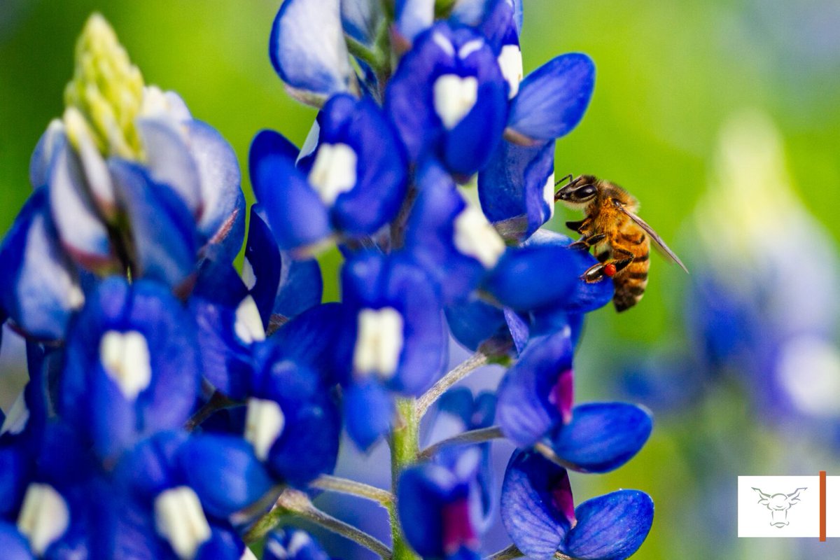 Good morning, Mavs!

Here's what to expect today:
-High of 64° ⛅️ 

Signaling the beginning of spring, bluebonnets cover Texas in a sea of blue. Learn more about the history behind the state flower. 🪻
(🖋️: <a href="/hjgarcia0/">hannah garcía 🧸</a>)
(📸: <a href="/RonaldoBolanos_/">Ronaldo Bolaños</a>)
ow.ly/ioR350R6ca4