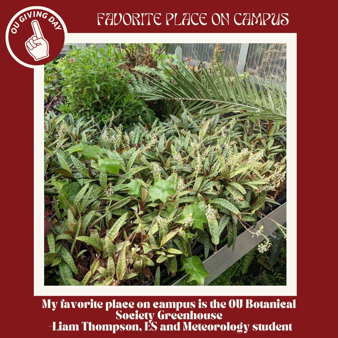 Environmental sustainability student Liam says their favorite place on campus is the OU Botanical Society Greenhouse! What's yours? #OUGivingDay one.givesooner.org/GESDev