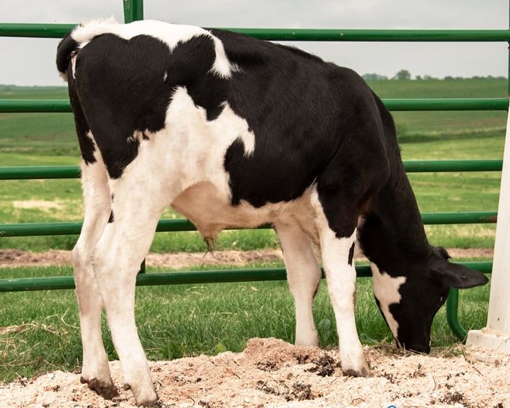 Sons of Genosource Captain now dominate amongst young genomic Holstein bulls, securing the first four positions in the ranking for Profitable Lifetime Index (£PLI), published today. Check out the top 10 this bull proof day: ow.ly/2l0U50R6lTz