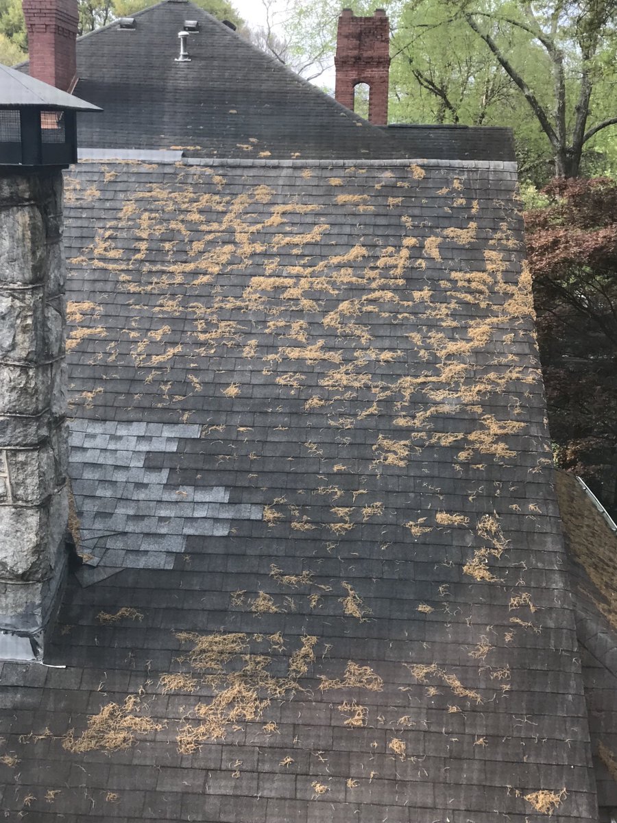 Pollen season in Atlanta… roof of house next door.