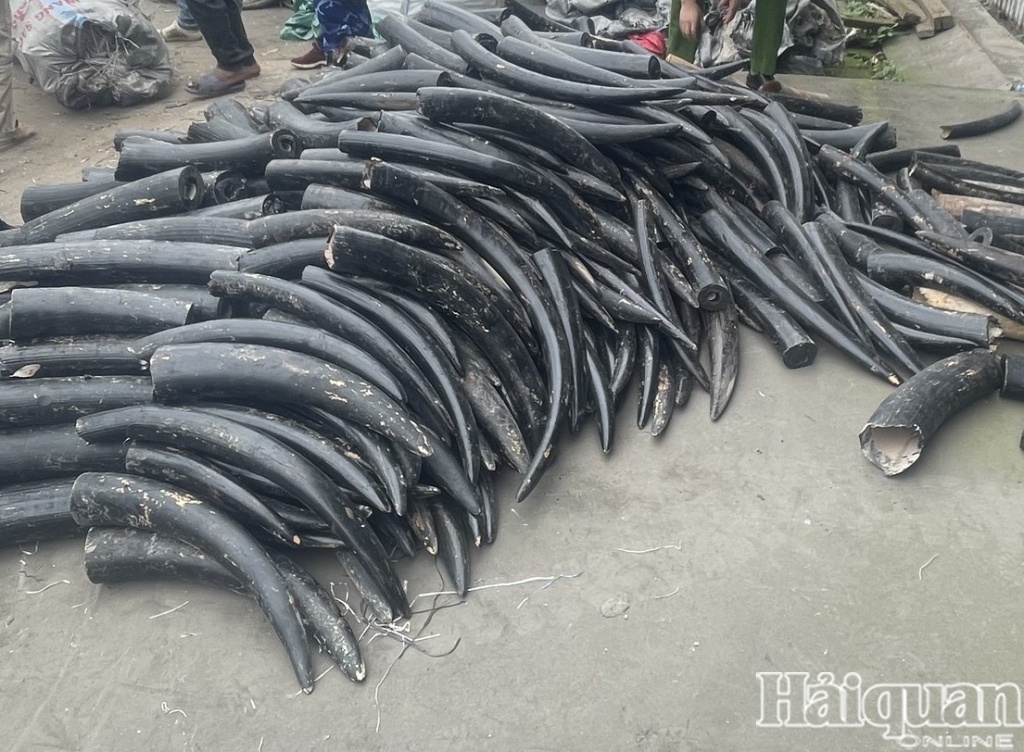 EIA_News's tweet image. #Vietnam: 574 #ivory pieces painted in black seized at Hai Phong port, arriving from #Nigeria

- Painting wildlife products as a concealment method for trafficking is not new but this is understood to be the first time it has been seen in Vietnam

loom.ly/OIymGJ4