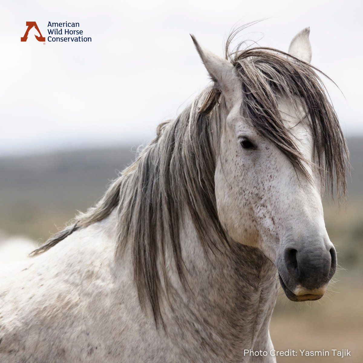 They say spring has sprung, but winter is stubbornly clinging on! Channel the courage and power of these mustangs to push through the hard times! Remember, self-care fuels your ability to stand strong for our wild horses and burros!