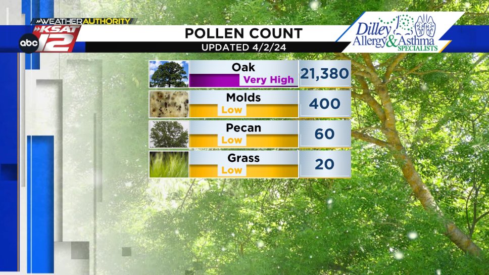 🚨 Oak Alert 🚨 🤧 Tuesday's Pollen Count: 🤧 Oak explodes today, reaching the 'very high' territory. This, by a large margin, is the highest count this season.
