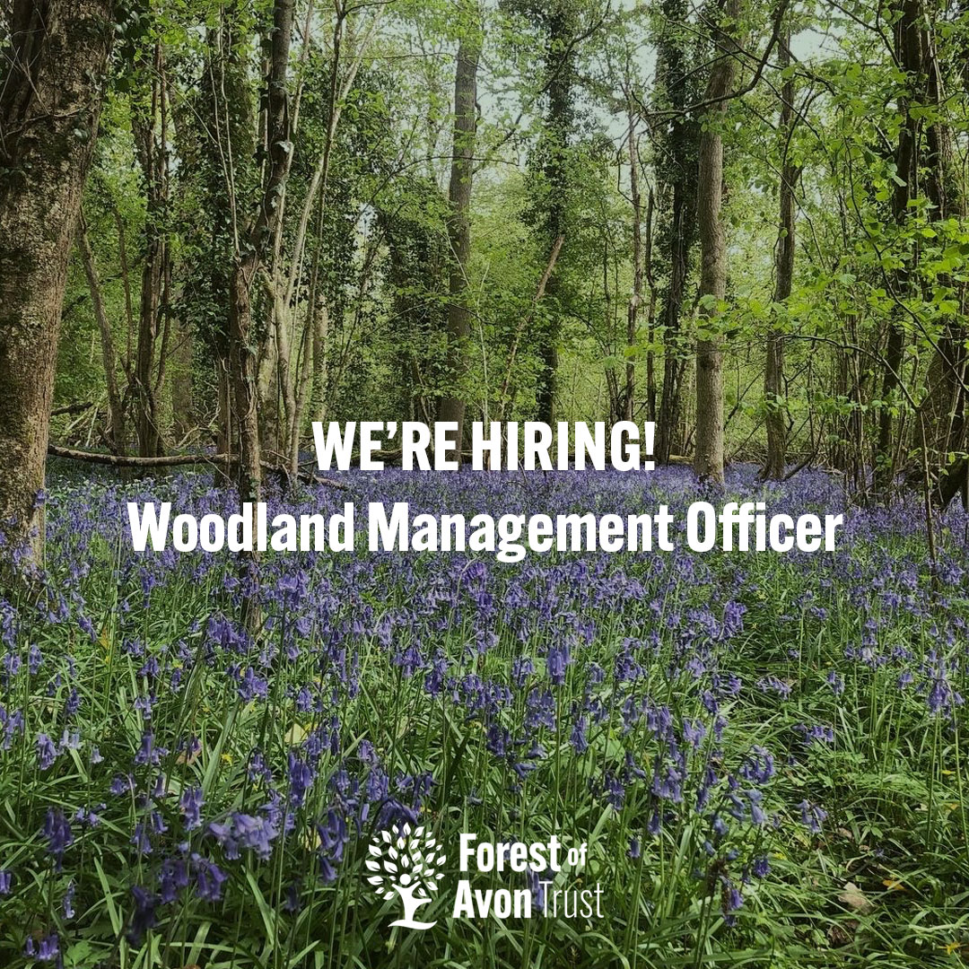 Job alert! 📢 We're looking for a Woodland Management Officer to join our team, to plan and deliver woodland management projects across the region, to help bring our Forest of Avon Plan to fruition.✨🌲🌳 👉 forestofavontrust.org/the-trust/were… ⏰ Deadline: 5pm on Monday 22nd April.