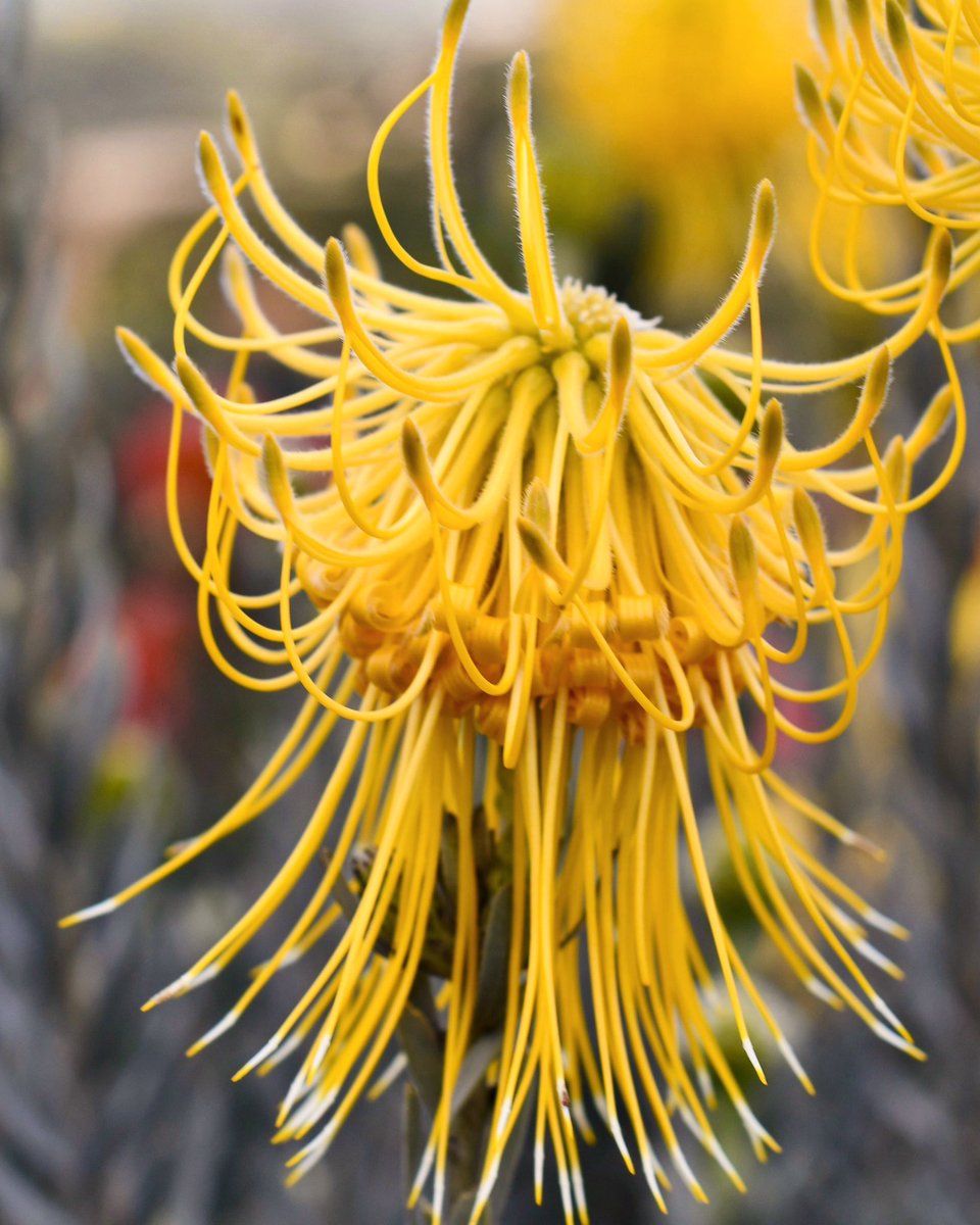 A close look at #Leucospermum reflexum var. luteum or Cape Gold (the yellow version of the #skyrocket pincushion). Flaunting a velvety, golden-yellow 🚀 like bloom which reflexes its styles back toward the stem as it grows. 🍃🌼💛🌼🌿 #inspiredbynature #protea #cagrown