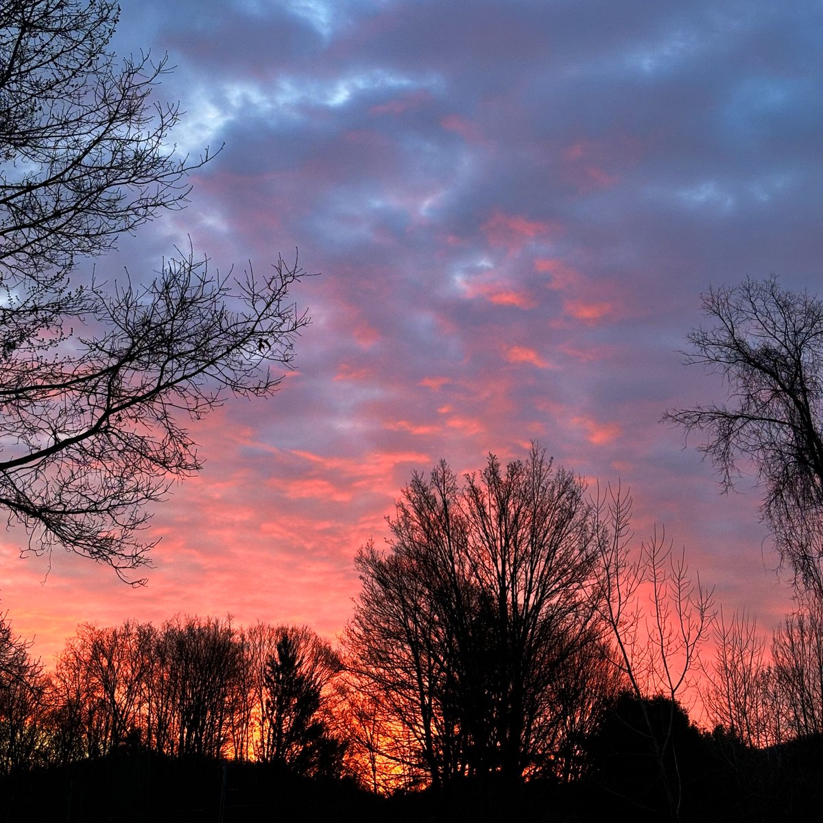 Who saw that amazing sunrise this morning? #mawx #sunrise #riseandshine #BardwellFarm #season2024 #agriculture #aglife #farmlife