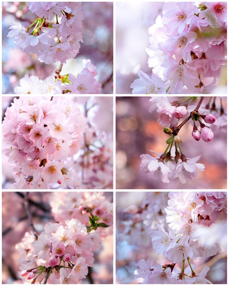 [📷#photo ] Résumé d'une partie de mes photographies de fleurs de cerisier de cette année 🌸.

Pour en voir plus 😊 :
◽️  instagram.com/natacha__studi…