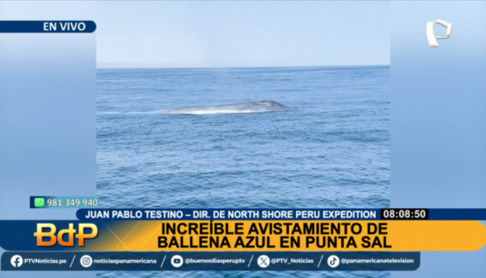 PTV_Noticias's tweet photo. #BDP #EnVivo | ¡ESPECTACULAR! El mamífero más grande de la Tierra, la #BallenaAzul fue vista en playas de #PuntaSal
Míranos EN VIVO ► https://t.co/gj7lGwGLNU
#PanamericanaTelevisión https://t.co/OFhq2flux3