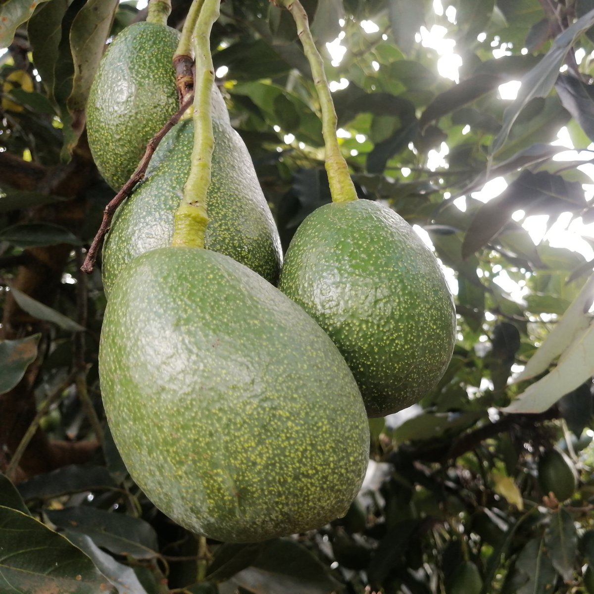 What differences do you know about thee two Avocado varieties we source from Embu county? @CecilyMbarire If you are an avocado 🥑 farmer seeking ready market, contact us on 0203555600 foodcoopkenya@gmail.com #InvestInFoodSecurity A. HASS AVOCADO B. FUETE AVOCADO