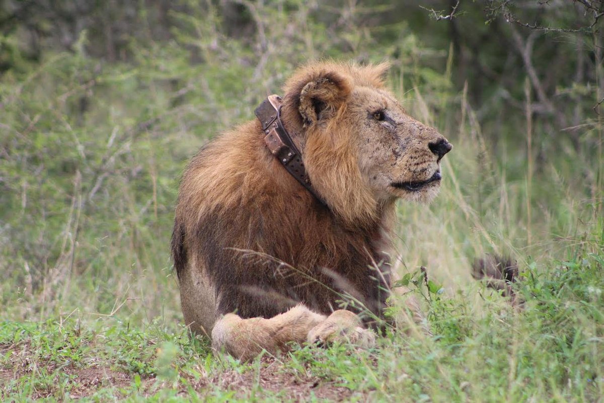 The monitoring team on iMfolozi were recently treated to this incredible sighting of one of the oldest male Lions on the reserve. Learn more about joining us as a volunteer : wildlifeact.com Photo: Femke Boesten