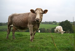 judymorris3's tweet photo. A Fauci for Every Farm Animal #mRNAGeneTherapy #Agriculture #FarmAnimals #FoodSupply 

We are probably eating and drinking mRNA gene therapy poison and don't even know it. 

"About 12 years ago the poultry industry began using mRNA. About 5 years ago the pork industry joined and about 2 years ago cattle followed.

Have you noticed the “antibiotic free” messaging from the industry lately? They don’t say “substitute mRNA for antibiotics.” They just say “antibiotic free.” This is one of the most clever-speaks ever invented.

Of course, just like rBGH in dairy cows—remember that?—used for nearly a decade before going on the label—mRNA has been used for some time without widespread knowledge. Dr. Joe Mercola discovered this in the spring of 2023 and alerted Americans that it was already in our meat. I was unaware of it, like almost everyone else."

https://t.co/mxu3CsFRff