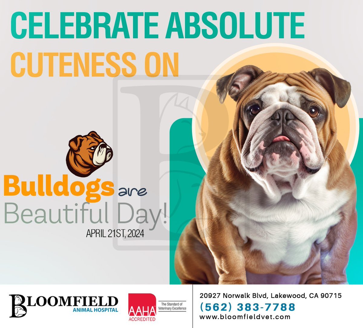No one knows them better than we do, so we say bulldogs are beautiful. Let's express our appreciation and celebrate these adorable animals for the love and joy they give us. #bulldogsarebeautifulday #bloomfieldanimalhosp #lakewood #CA