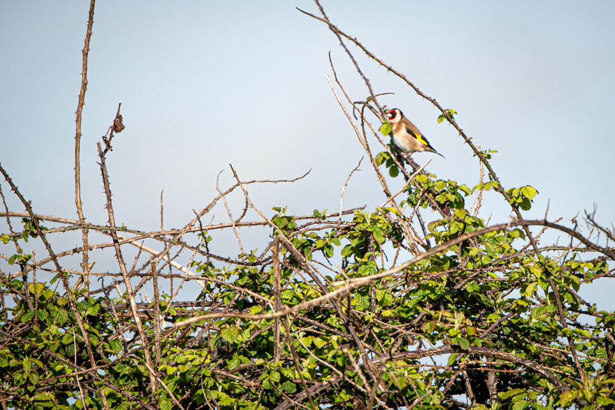 Plenty of goldfinch joined the linnets down the Lamby Way towpath on the weekend. Saw and heard so many birds (though wished they would come or I could get a little bit closer!) #WildCardiffHour