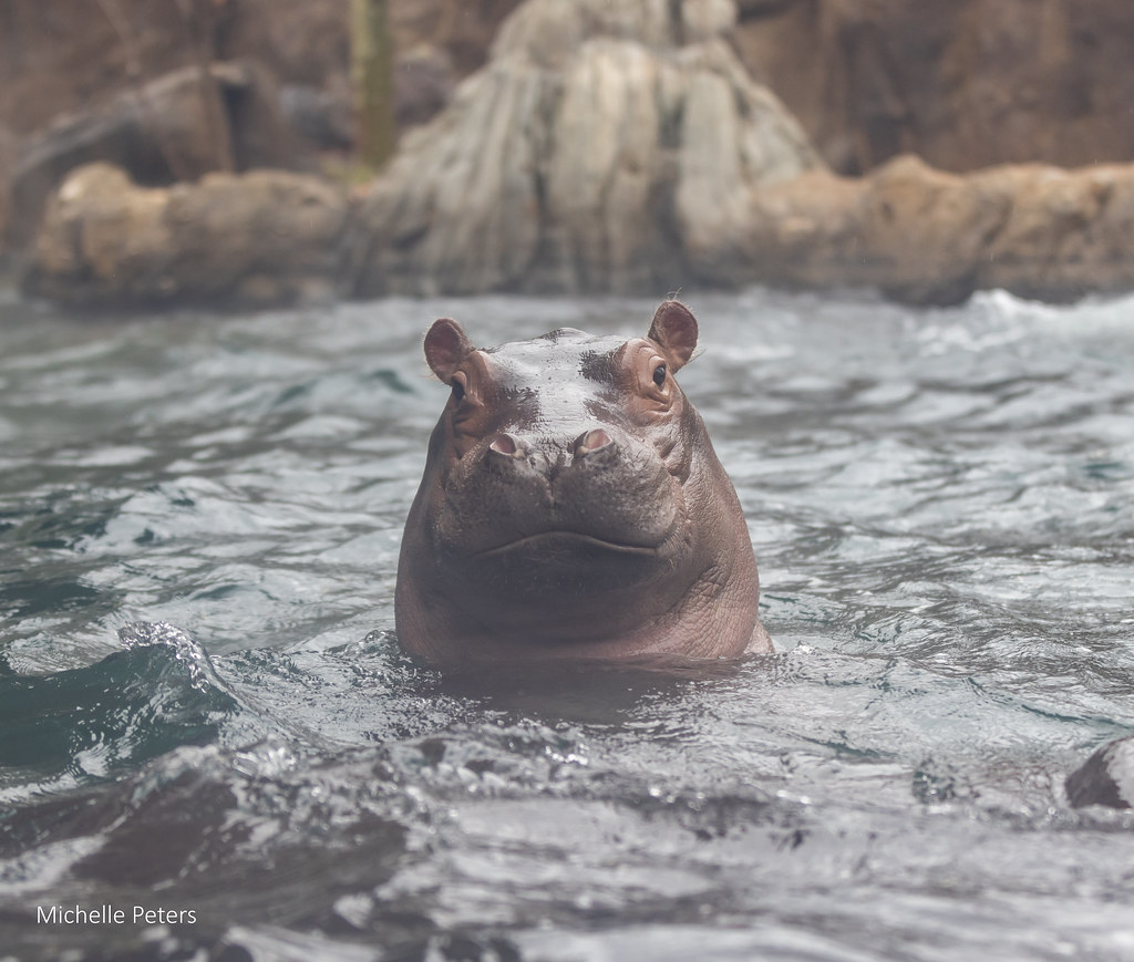 Pool day for Fritz! Hippos spend the majority of the day soaking in water or mud to keep their skin moist and bodies cool.