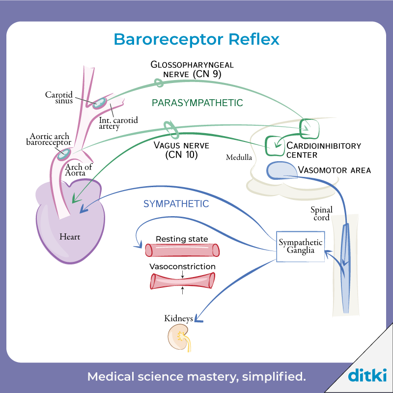 New Physiology art is popping up! See our newest illustrations: l8r.it/c5SM #ditki #usmle #meded #medschool #medstudent #physiology #mededart #medicalillustrations #glowup #nursing #pance #physicianassistant #medicine #healthscience #nurse #premed #mcat #mbbs