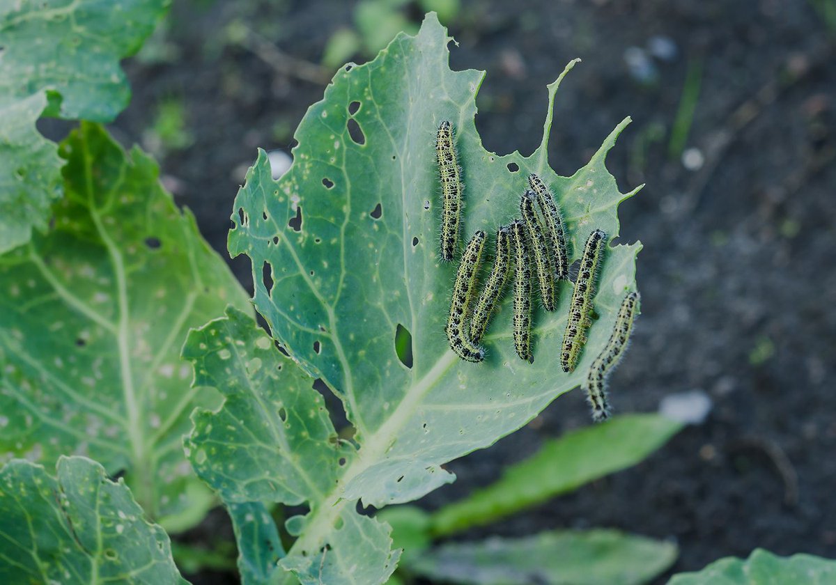 See how @USDA_NIFA-supported agricultural research projects are helping farmers and communities tackle pest issues: bit.ly/MRF-pestmgmt #PestManagementMonth #NPMM @AgIsAmerica