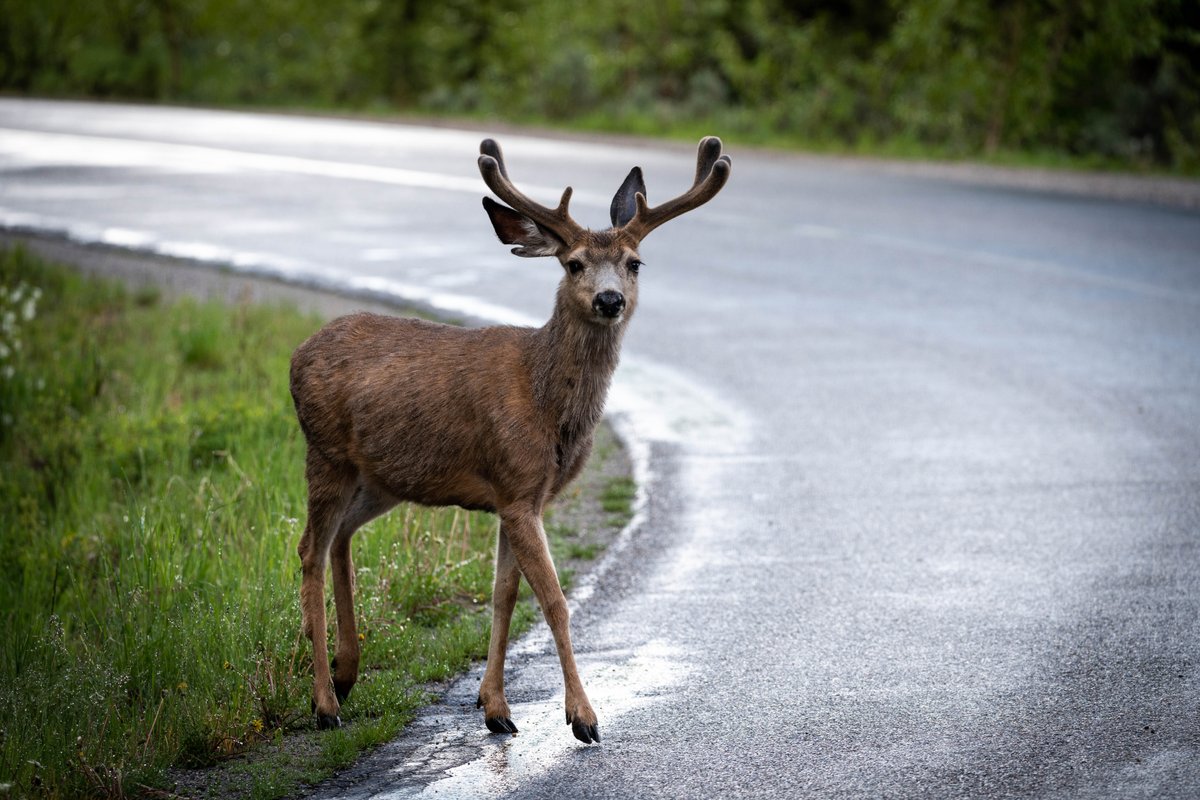 What do deer, fish, and birds have in common? Migration! Explore how @USGS science helps natural resource managers map, protect, and reconnect migration corridors for deer, salmon, monarch butterflies, and more👉ow.ly/UqZX50R51Zu