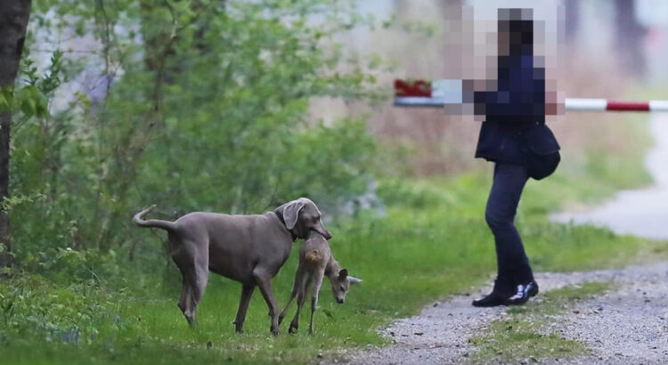 Tenir son #chien en laisse : une obligation à partir du 15 avril

ow.ly/Lo8q50R5irw