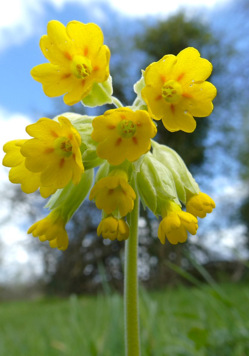 'In their gold coats spots you see; Those be rubies, fairy favours' (A Midsummer Night's Dream) Cowslips displaying Shakespeare's 'rubies'💎#ShakespeareSunday 💛💕💛