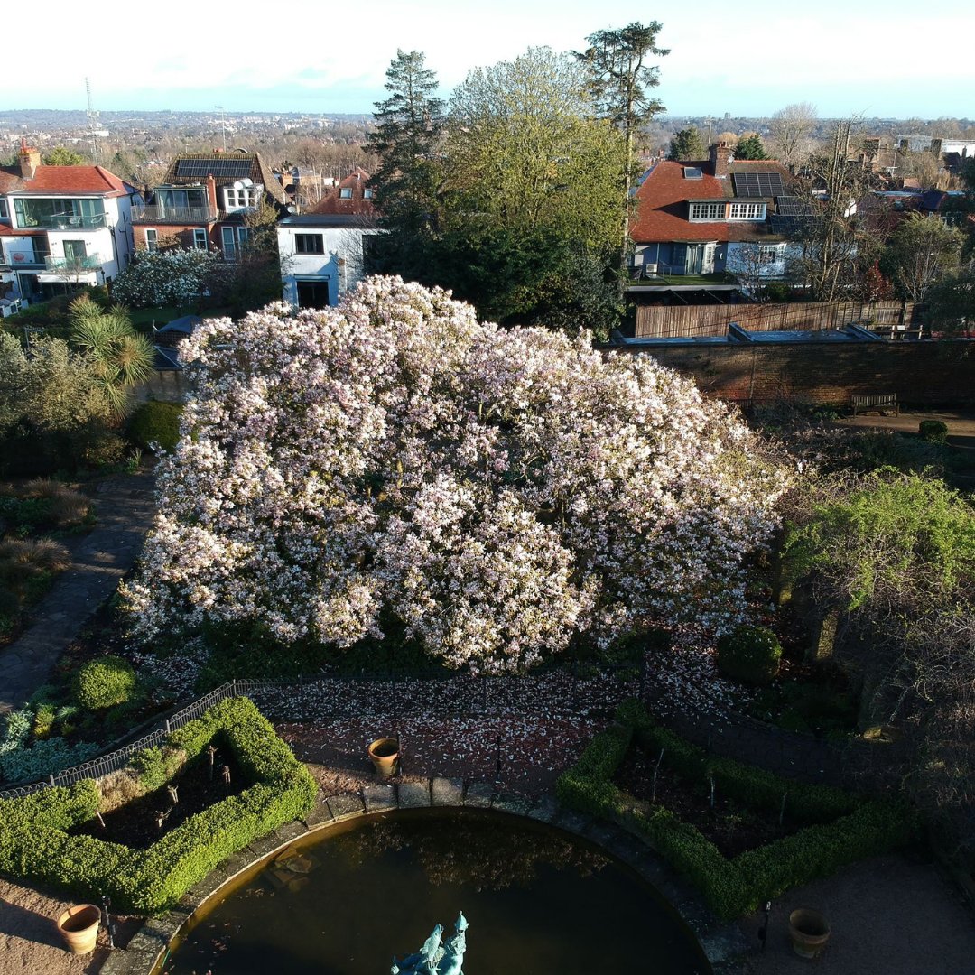 The Magnolia x soulangeana in Golders Hill Park looking lovely as ever early Spring! This bright beauty really heralds the spring in the UK and is one of the showiest of all the Magnolias.