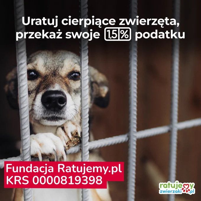 Przekaż 1,5% na cierpiące zwierzęta