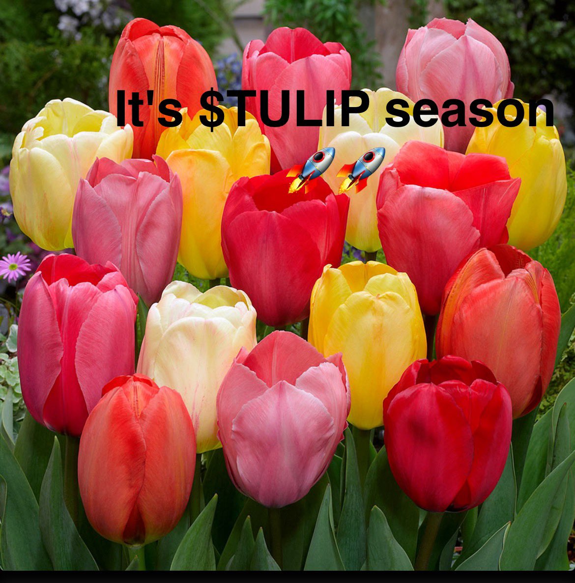 <a href="/Tulip_sol/">$TULIP Coin</a> GM