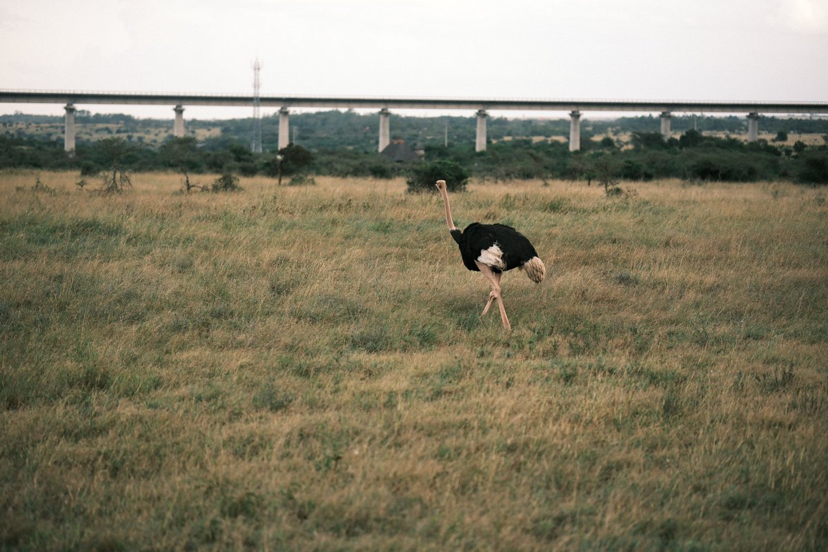 📍Only in #Nairobi! 

Ventured into Nairobi's National Park with my camera, and the experience was truly heartwarming. Captured these photographs while exploring the park.

#Kenya