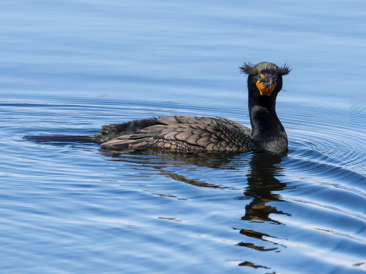 Channeling the Fonz (Lake) and Groucho (Reservoir), Sunday in #CentralPark with #doublecrestedcormorants #birdcpp #NYC #birding #birdphotography