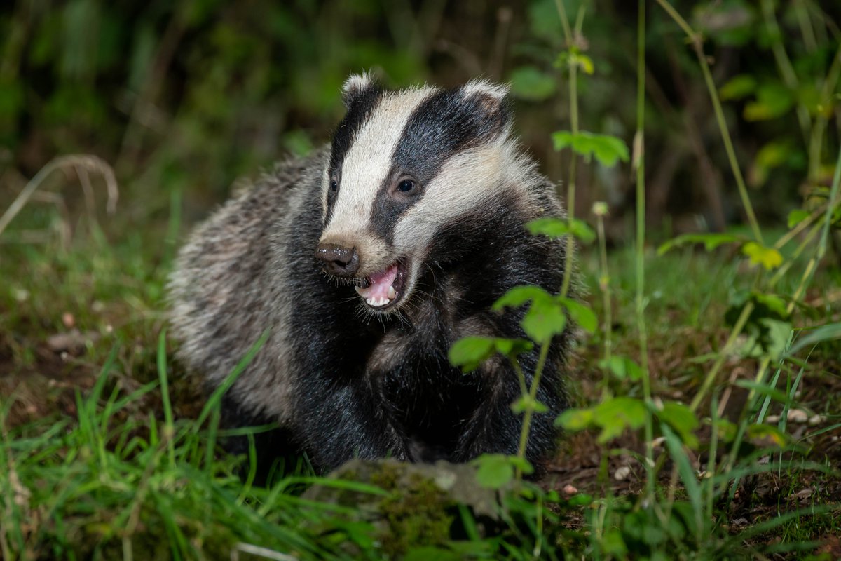 Scottish Badger Week 2024 is fast approaching. Join us from 4th-12th May to celebrate badgers! Events added daily! Full programme here: bit.ly/3U4gs4M 📸A Louden