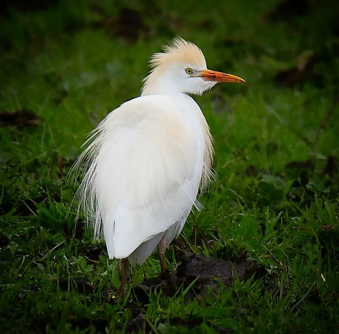 A Cattle Egret, today on the Somerset Levels