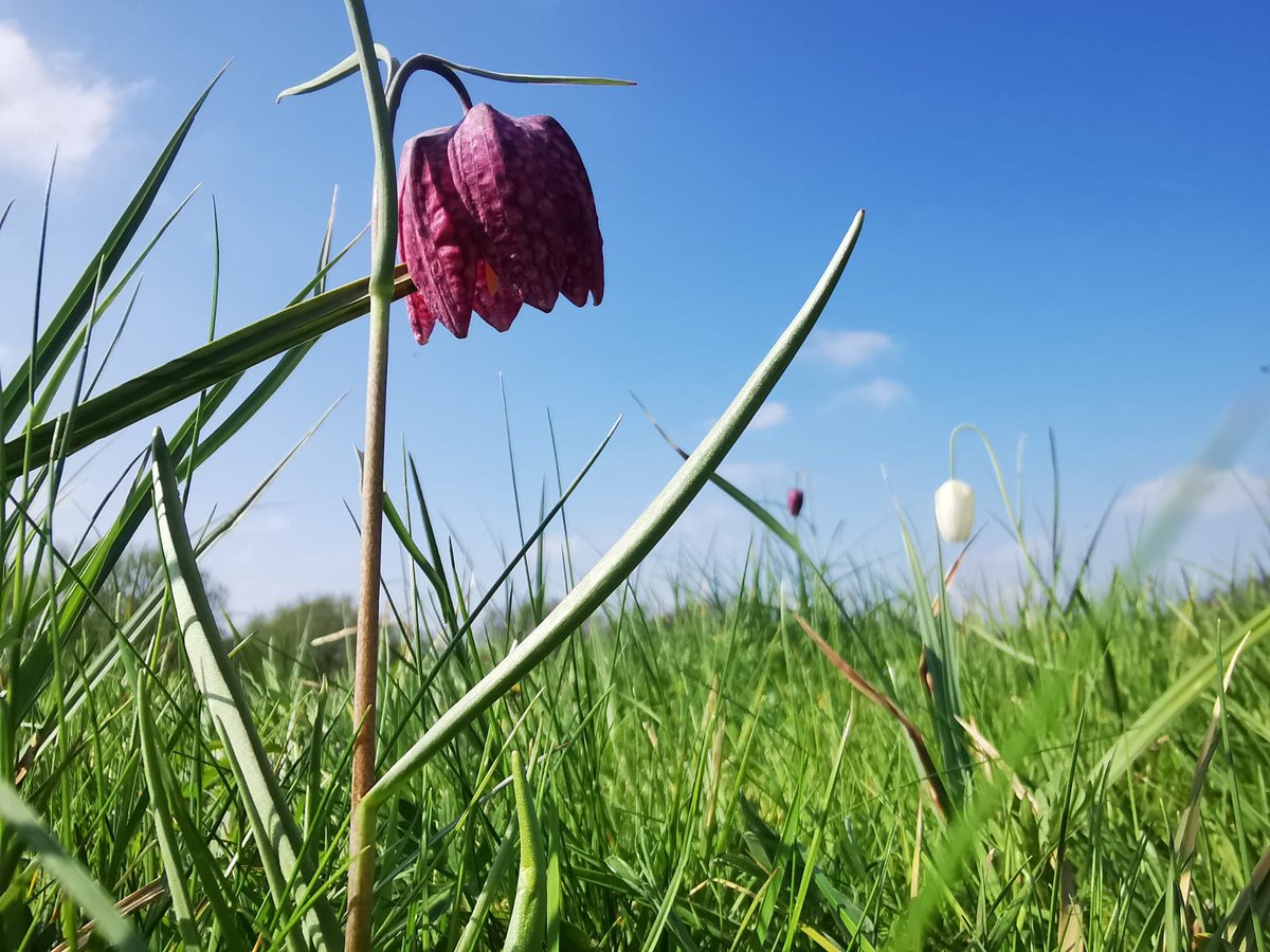 Did you know Snake's-head fritillaries are nationally rare flowers & the County flower of #Oxfordshire? Their beautiful checkered heads are a sight to see! 🌸🐝 Have you had the pleasure of seeing them in person? Don’t forget to share your records! ow.ly/XnBw50QZE7h