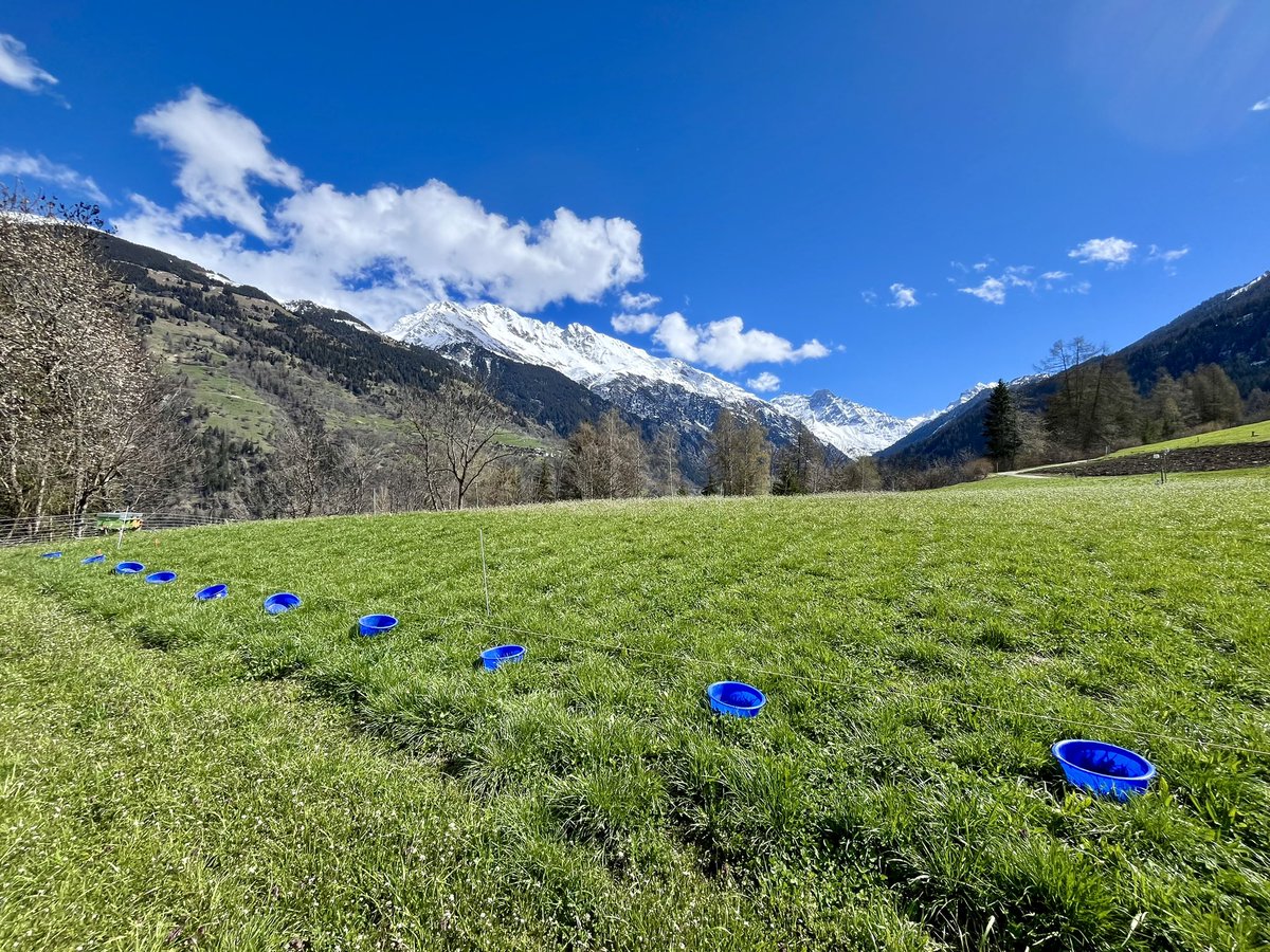 Field season is starting with some light organic fertilisation in the #DryMountProject <a href="/agroscope/">Agroscope</a> <a href="/emilie_roinel/">Emilie Roinel</a>