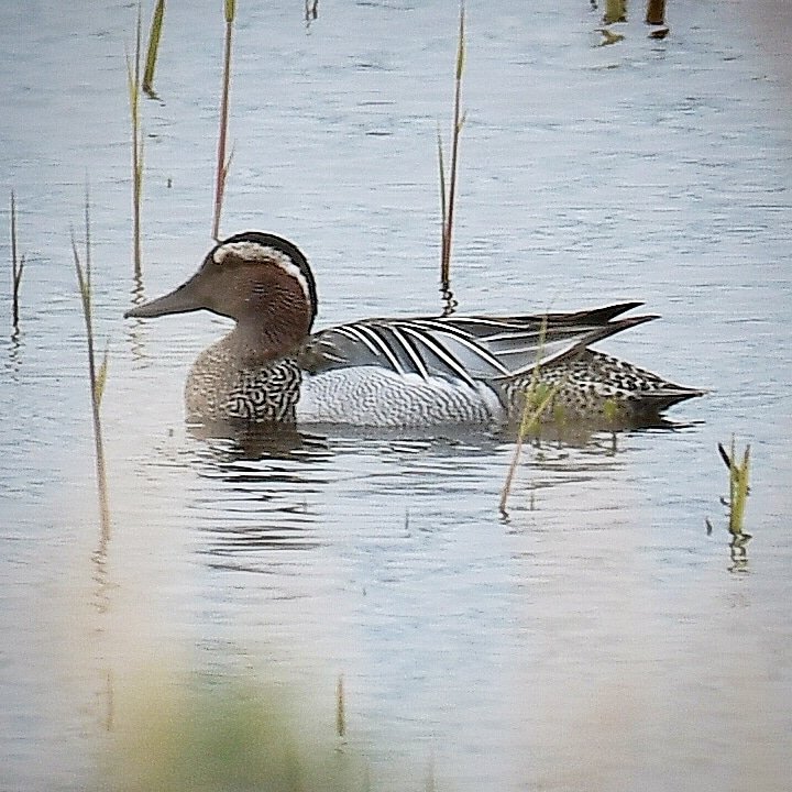 A drake Gargany at Ham Wall today