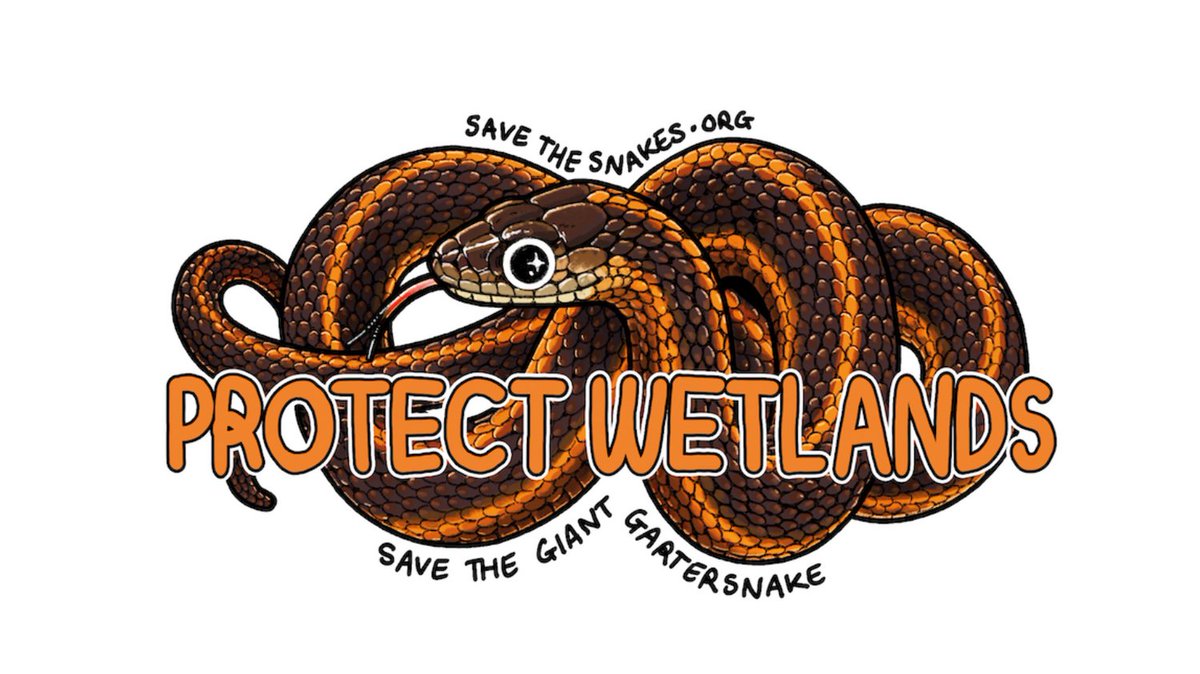 Help California's giant garter snakes slither into the future! Wetlands are vital for these amazing creatures. Let's protect their habitat & celebrate them at the 3rd Annual Sacramento SnakeFest! Join us for a fun-filled day of education & conservation! savethesnakes.org/snakefest